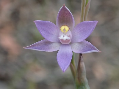PB031197 Thelymitra Sun Orchid