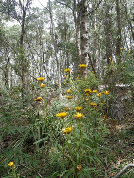 Wildflowers in the Tallaganda State Forest